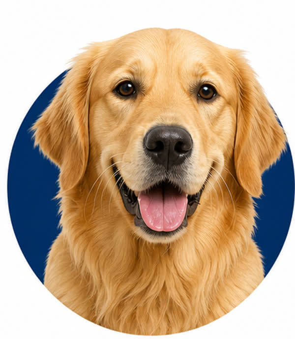 Dogs