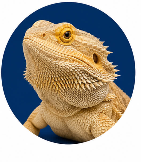 Reptiles